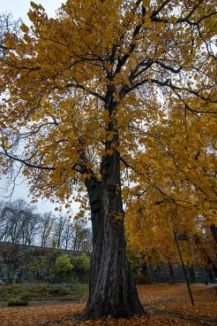 https://commons.wikimedia.org/wiki/File:Beautiful_tree_at_Akershus_Fortress_(Akershus_Festning)_(29252416734).jpg