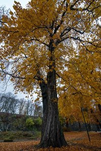 https://commons.wikimedia.org/wiki/File:Beautiful_tree_at_Akershus_Fortress_(Akershus_Festning)_(29252416734).jpg